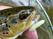Brown trout caught with Nikko Waxworm