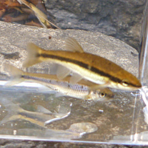 Two similar-looking minnow species inside theTenkaraBum 3x5 Photo Tank.