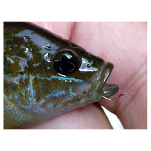 Green Sunfish caught with Gamakatsu Smallest tanago hook